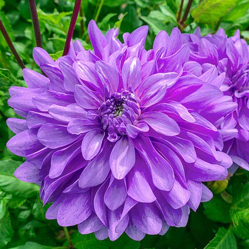 Amazon.com : (2) Bluetiful Dinnerplate Flowering Dahlia Bulb